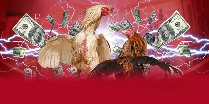 Đá Gà Ăn Tiền Thật VSBET - Hướng Dẫn Chi Tiết Cho Người Mới