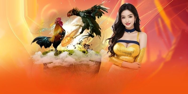 Đá Gà Bịp Là Gì - Chiêu Trò Lừa Đảo Cần Tránh Khi Theo Dõi