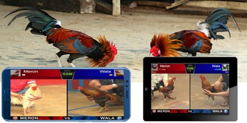 Đá Gà Trực Tiếp Thomo VSBET Chất Lượng Cao, Xem Miễn Phí