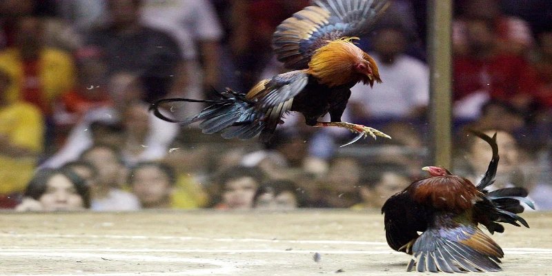 Đá gà campuchia uy tín, minh bạch tuyệt đối