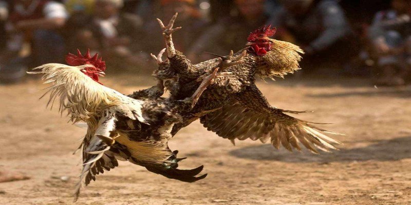 Giới thiệu sơ lược về đá gà VSBET