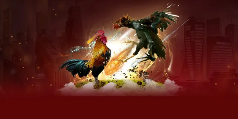 Giới thiệu thông tin về đá gà bịp