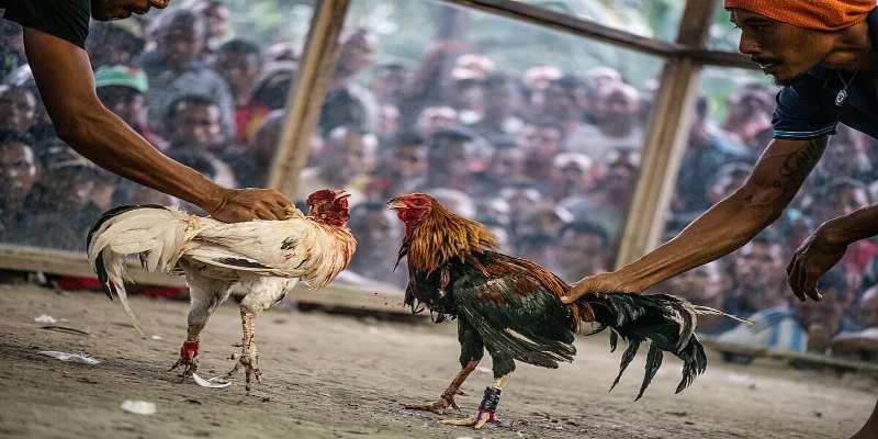 Một số sới lén gắn thiết bị rung hoặc từ trường