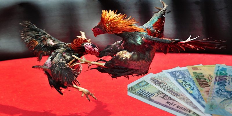 Thông tin cơ bản về đá gà ăn tiền thật VSBET
