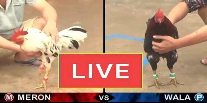 Thông tin cơ bản về đá gà trực tiếp thomo VSBET