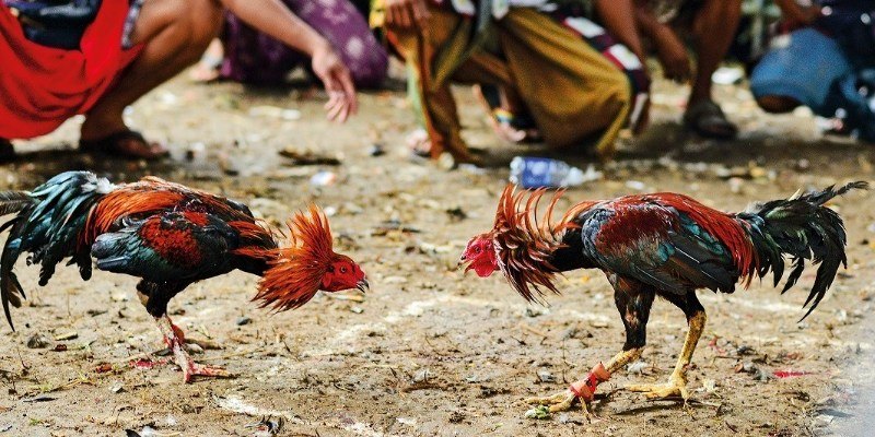 Thông tin cơ bản về mẹo soi kèo đá gà